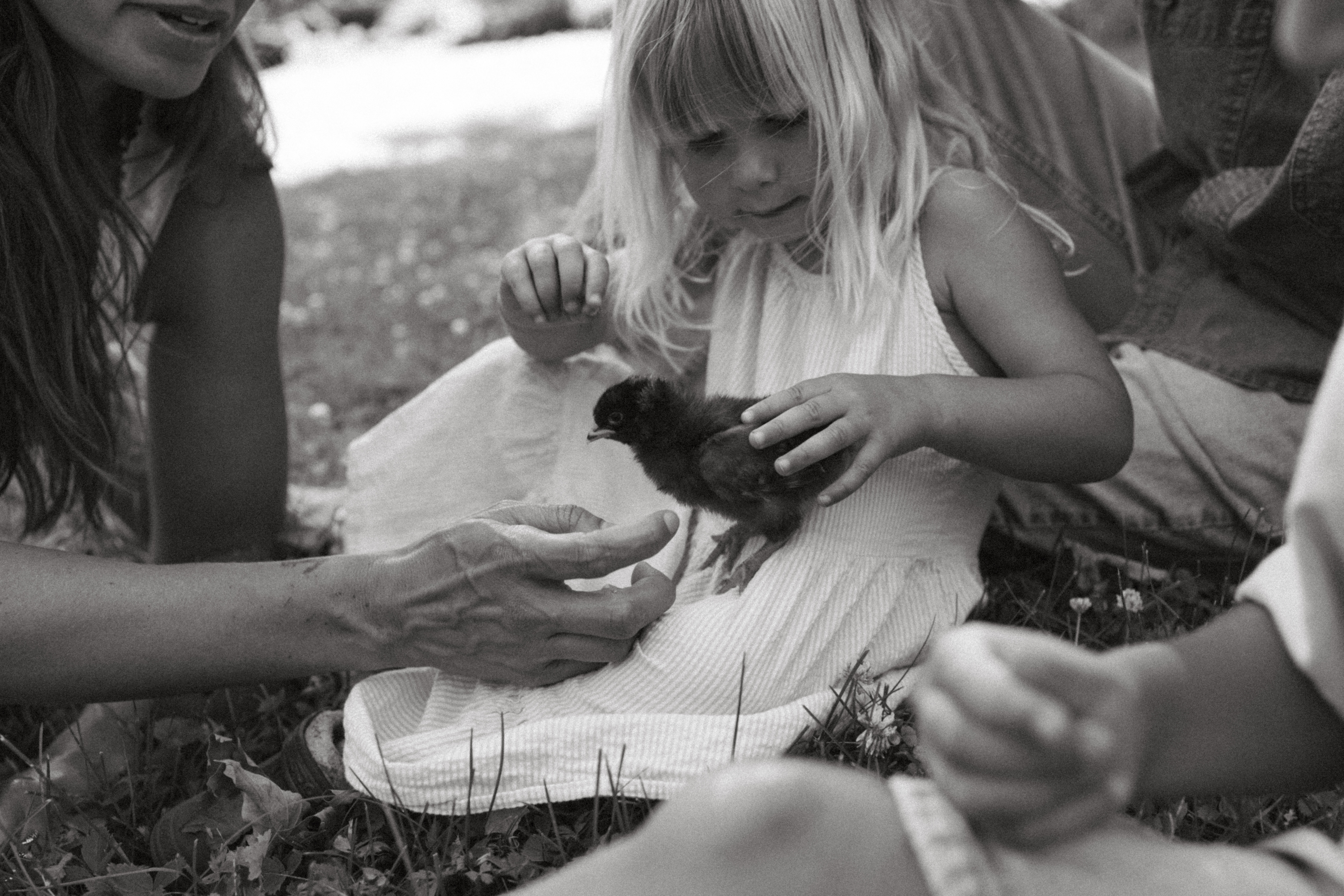 family of four playing outside as they hold their baby chicks 