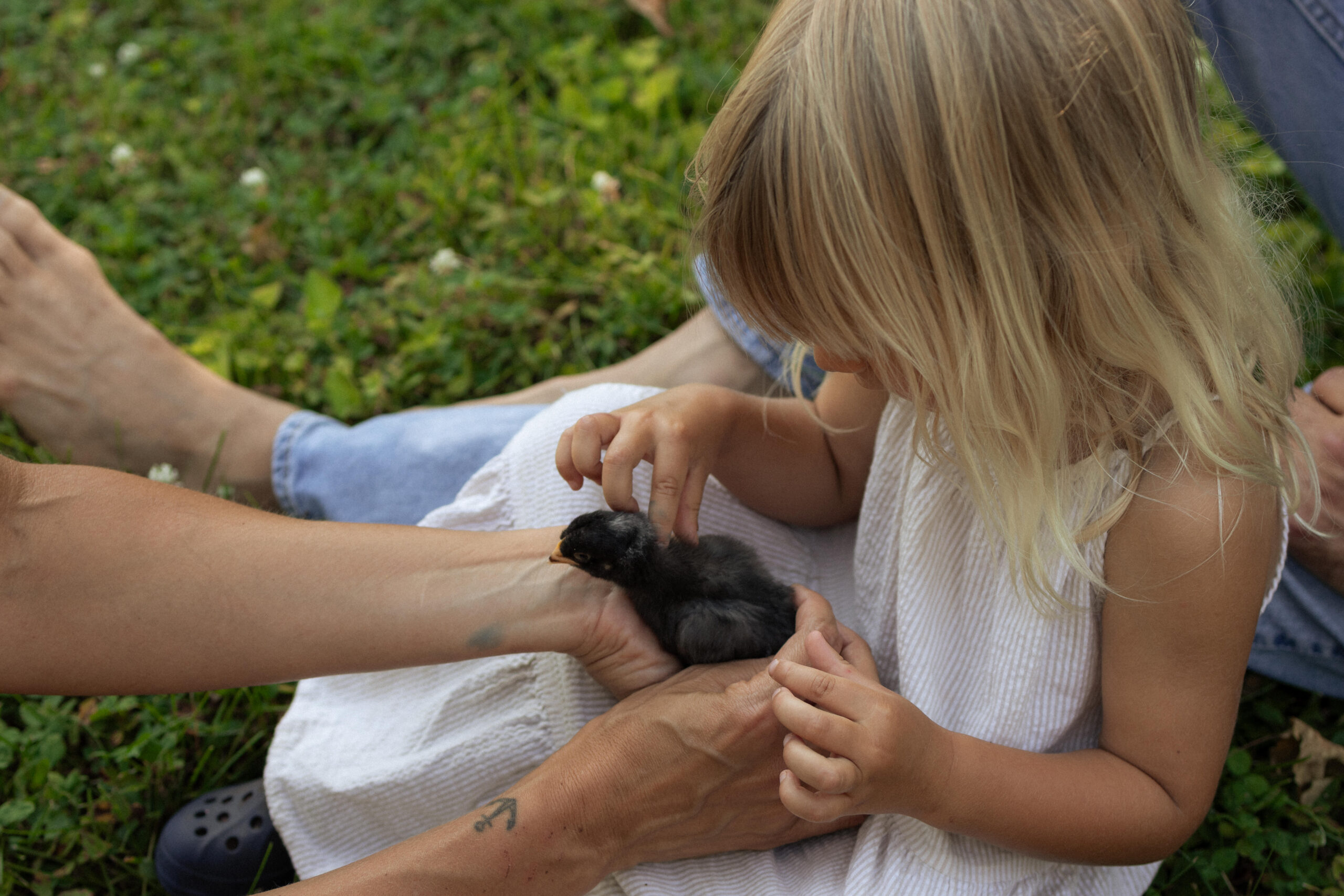 mother placing baby chick on childs lap during a documentary family session in Ottawa 