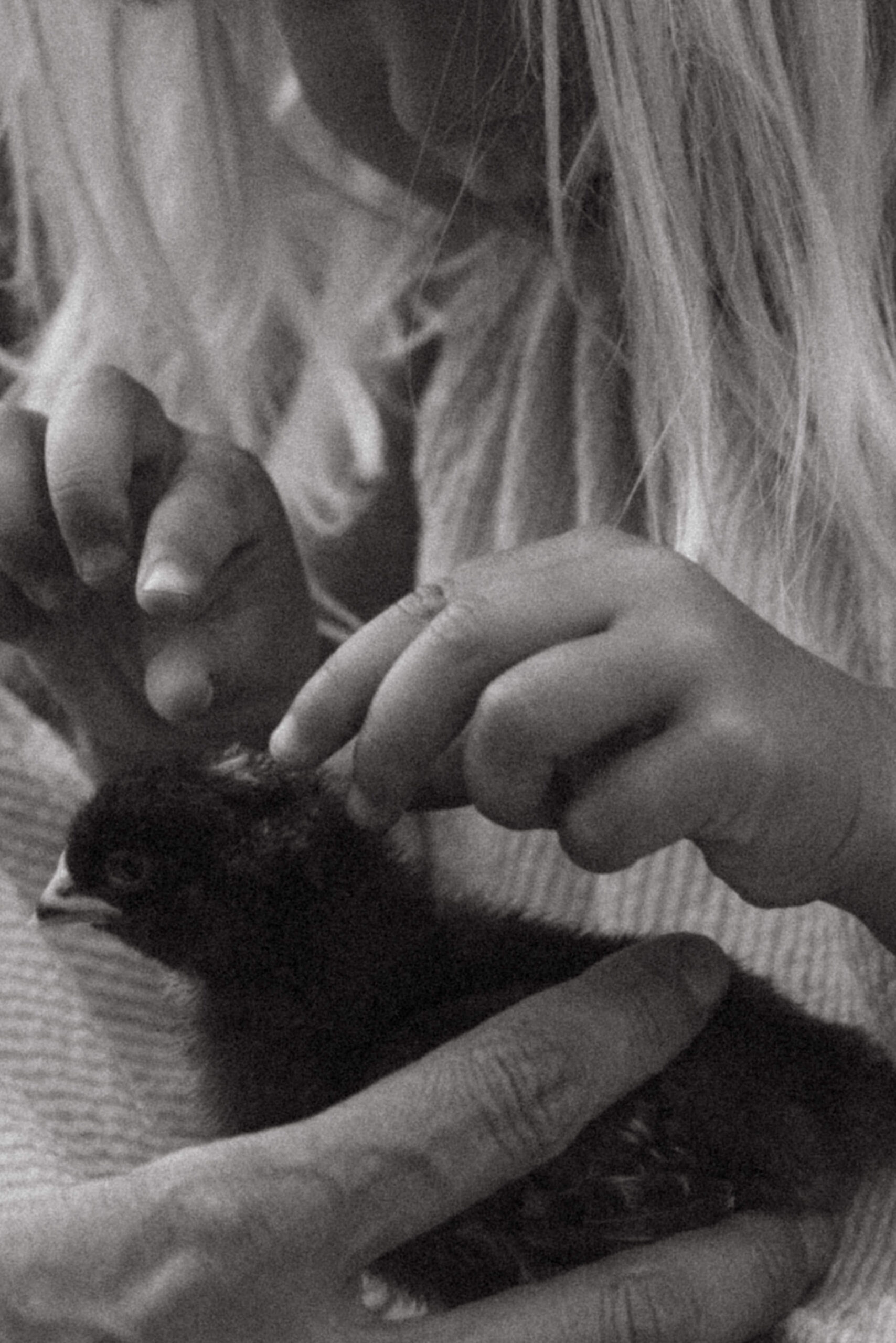 daughter holding baby chicks during backyard family session