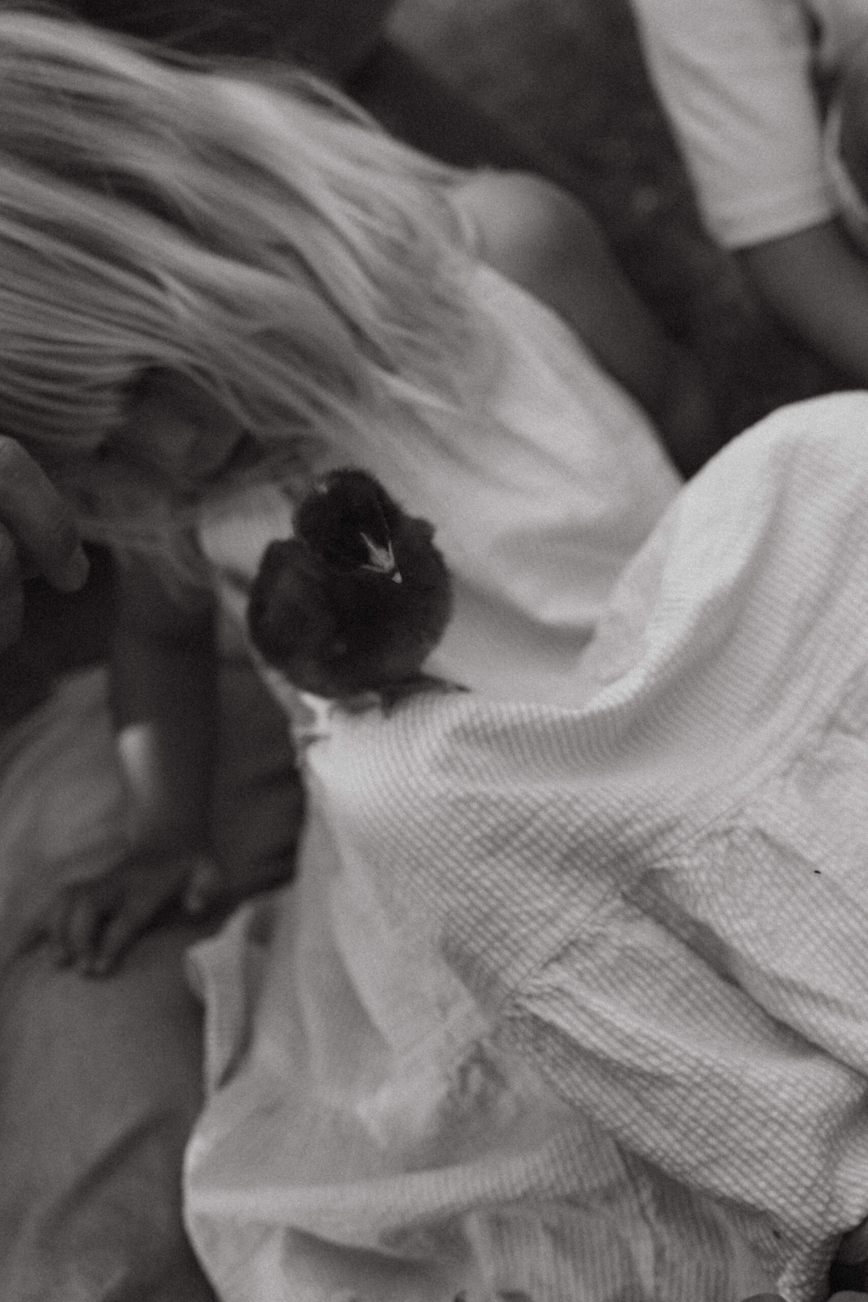 candid moment during documentary family session as baby chick sits on little girls knee